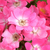 Roz - Trandafir pentru straturi Polyantha - Orléans Rose